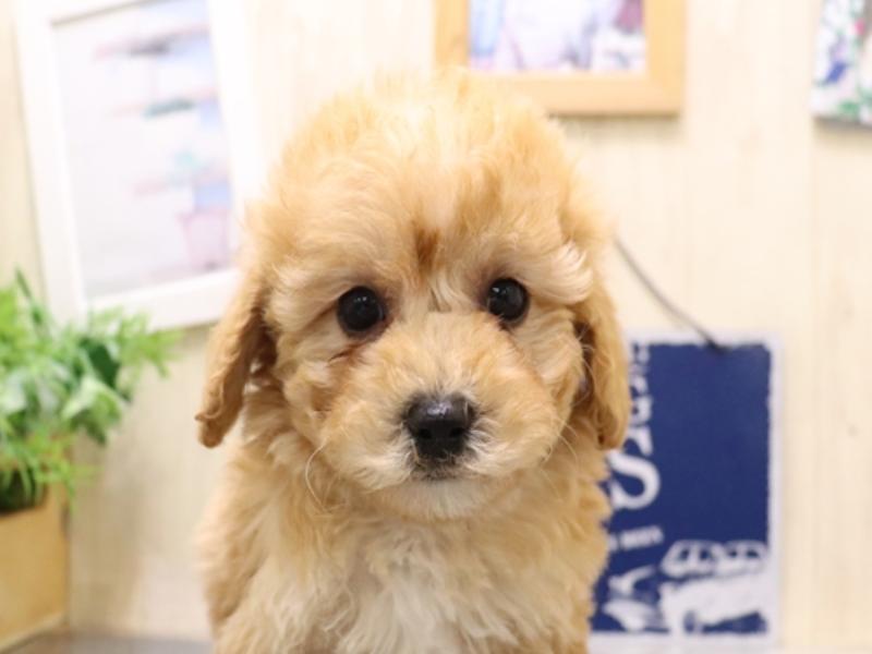 愛知県のビションプー(ビションフリーゼ×プードル) (ワンラブ名古屋守山インター総本店/2025年9月1日生まれ/男の子/アプリコット)の子犬の1枚目の画像