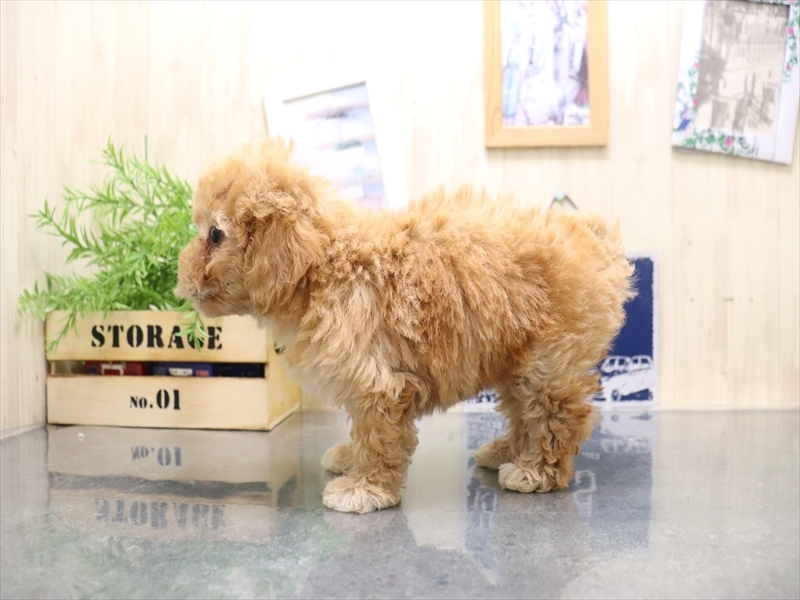 愛知県のビションプー(ビションフリーゼ×プードル) (ワンラブ名古屋守山インター総本店/2025年9月1日生まれ/男の子/アプリコット)の子犬の3枚目の画像