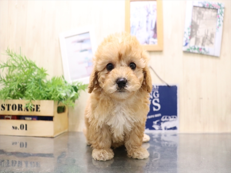 愛知県のビションプー(ビションフリーゼ×プードル) (ワンラブ名古屋守山インター総本店/2025年9月1日生まれ/男の子/アプリコット)の子犬の2枚目の画像