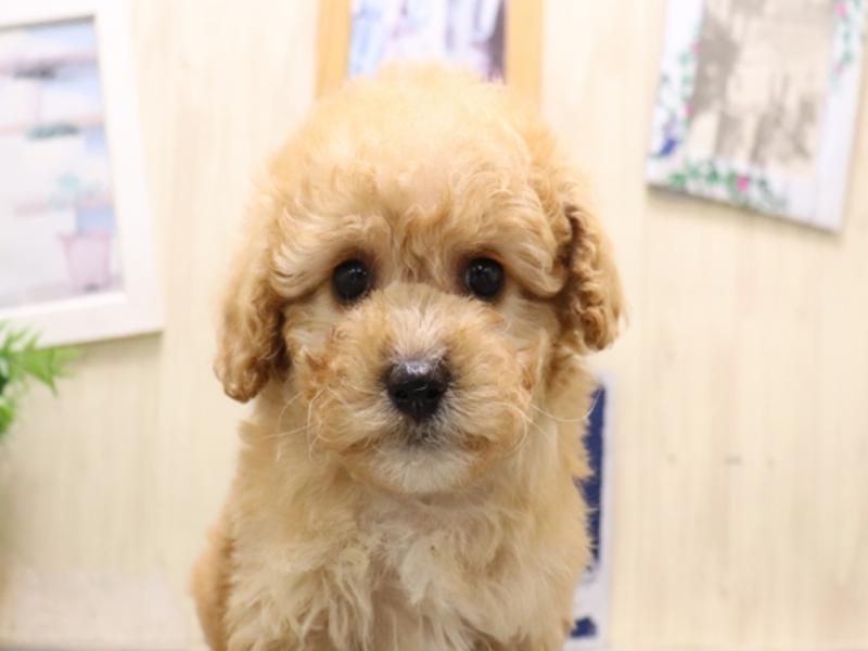 愛知県のビションプー(ビションフリーゼ×プードル) (ワンラブ名古屋守山インター総本店/2025年9月1日生まれ/男の子/アプリコット)の子犬の1枚目の画像