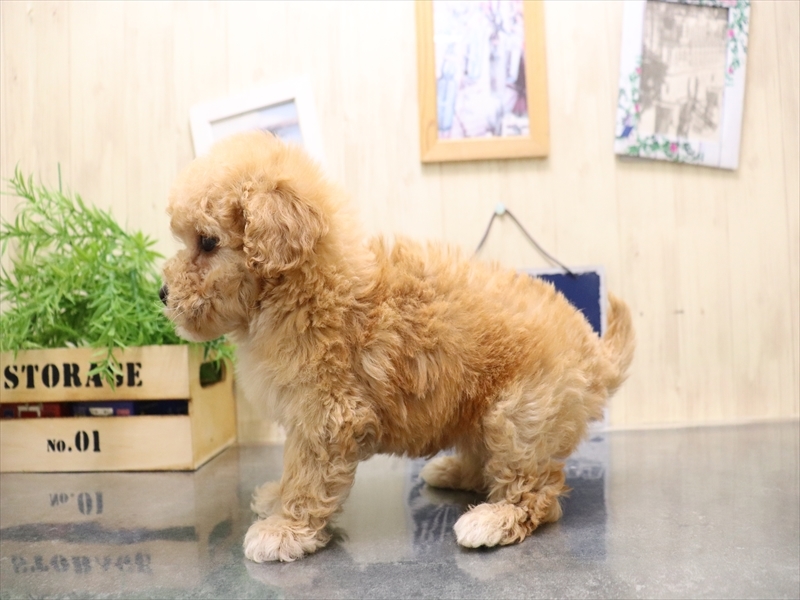 愛知県のビションプー(ビションフリーゼ×プードル) (ワンラブ名古屋守山インター総本店/2025年9月1日生まれ/男の子/アプリコット)の子犬の3枚目の画像