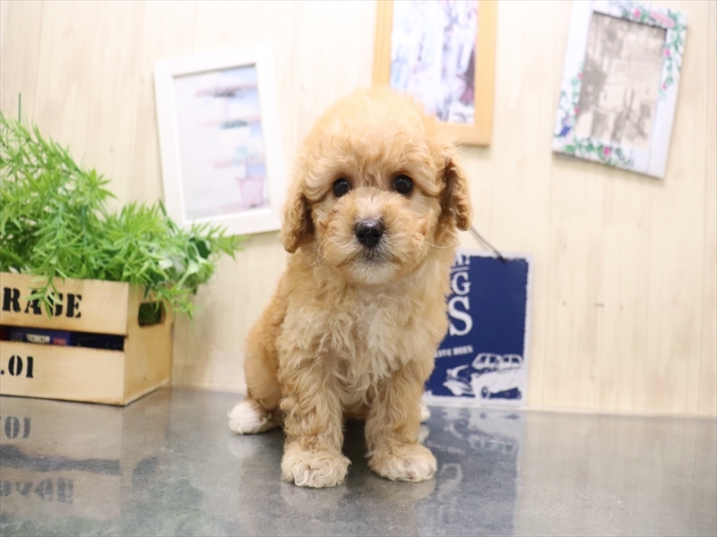 愛知県のビションプー(ビションフリーゼ×プードル) (ワンラブ名古屋守山インター総本店/2025年9月1日生まれ/男の子/アプリコット)の子犬の2枚目の画像