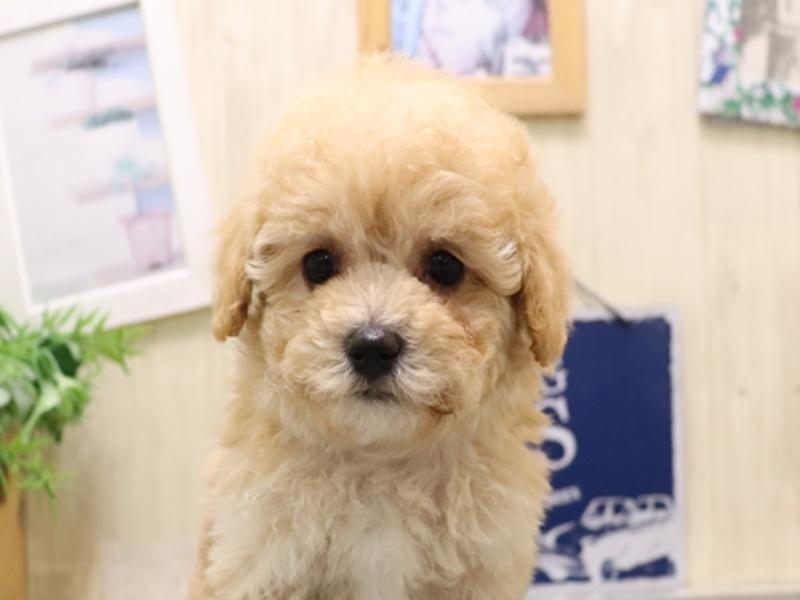 愛知県のビションプー(ビションフリーゼ×プードル) (ワンラブ名古屋守山インター総本店/2025年9月1日生まれ/男の子/アプリコット)の子犬の1枚目の画像