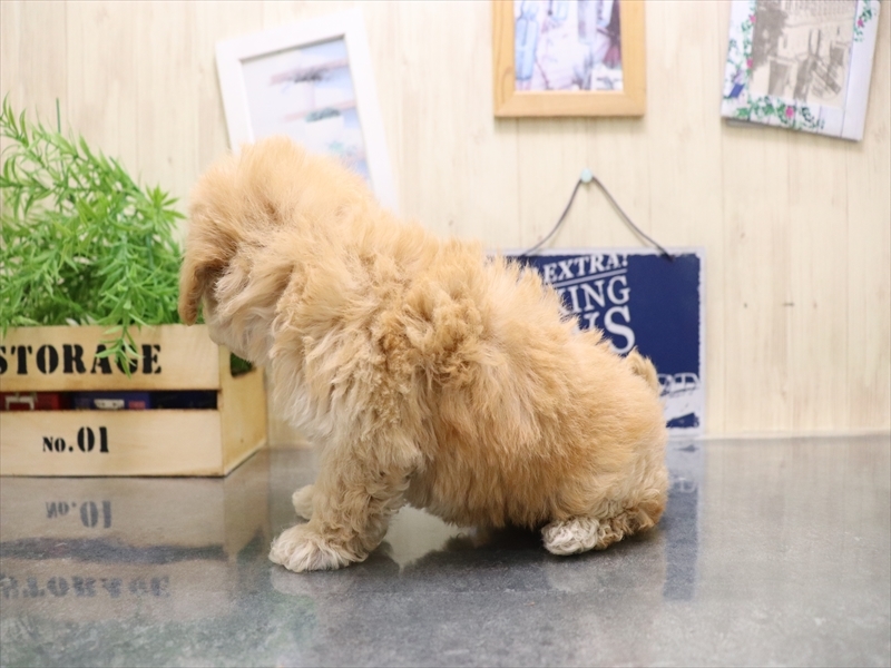 愛知県のビションプー(ビションフリーゼ×プードル) (ワンラブ名古屋守山インター総本店/2025年9月1日生まれ/男の子/アプリコット)の子犬の3枚目の画像