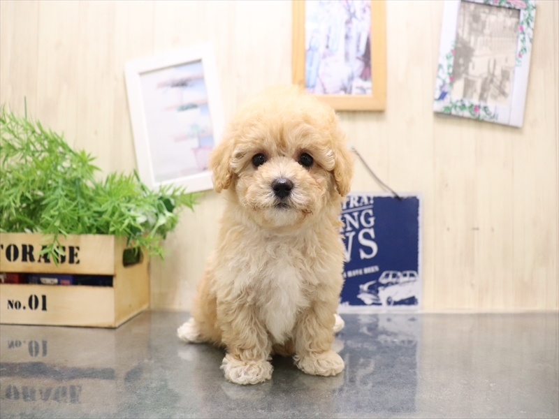 愛知県のビションプー(ビションフリーゼ×プードル) (ワンラブ名古屋守山インター総本店/2025年9月1日生まれ/男の子/アプリコット)の子犬の2枚目の画像