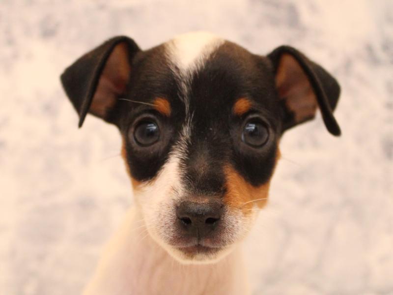 東京都のミニチュアピンシャー (ワンラブららぽーと立川立飛店/2025年9月1日生まれ/女の子/ホワイトブラックタン)の子犬の1枚目の画像