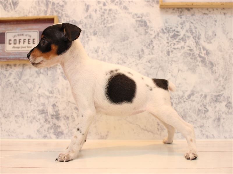 東京都のミニチュアピンシャー (ワンラブららぽーと立川立飛店/2025年9月1日生まれ/女の子/ホワイトブラックタン)の子犬の3枚目の画像