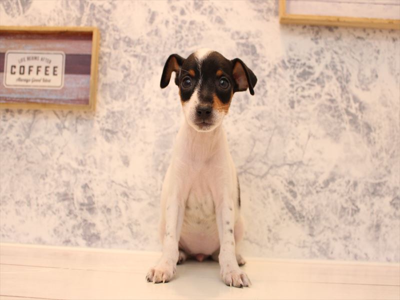 東京都のミニチュアピンシャー (ワンラブららぽーと立川立飛店/2025年9月1日生まれ/女の子/ホワイトブラックタン)の子犬の2枚目の画像