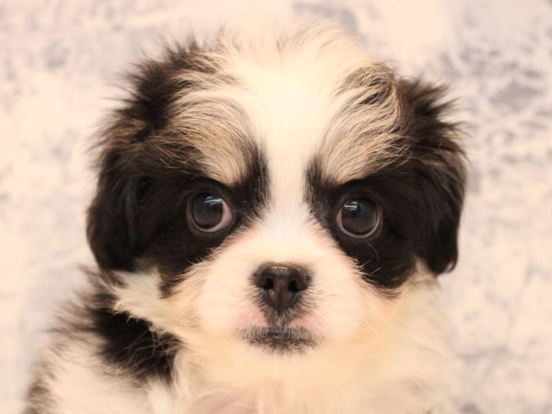 埼玉県のキャバチワ/チワキャバ(キャバリア×チワワ) (ワンラブ埼玉寄居店/2025年8月25日生まれ/男の子/ブラックホワイト)の子犬の1枚目の画像