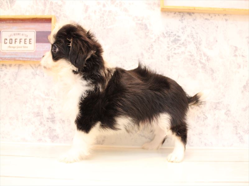 埼玉県のキャバチワ/チワキャバ(キャバリア×チワワ) (ワンラブ埼玉寄居店/2025年8月25日生まれ/男の子/ブラックホワイト)の子犬の3枚目の画像