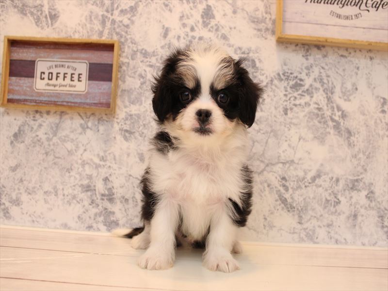 埼玉県のキャバチワ/チワキャバ(キャバリア×チワワ) (ワンラブ埼玉寄居店/2025年8月25日生まれ/男の子/ブラックホワイト)の子犬の2枚目の画像