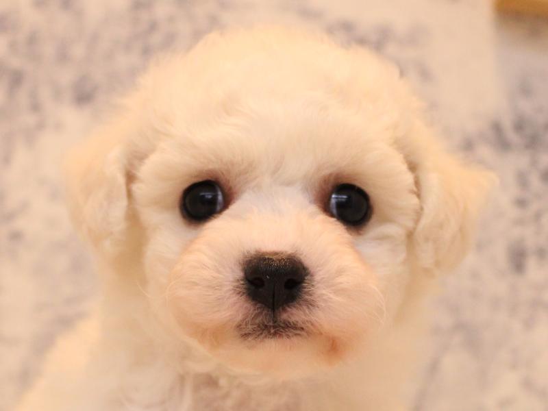 群馬県のビションフリーゼ (ワンラブスマーク伊勢崎店/2025年8月31日生まれ/女の子/ホワイト)の子犬の1枚目の画像