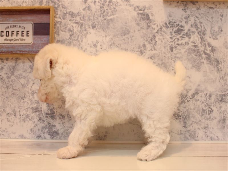 群馬県のビションフリーゼ (ワンラブスマーク伊勢崎店/2025年8月31日生まれ/女の子/ホワイト)の子犬の3枚目の画像