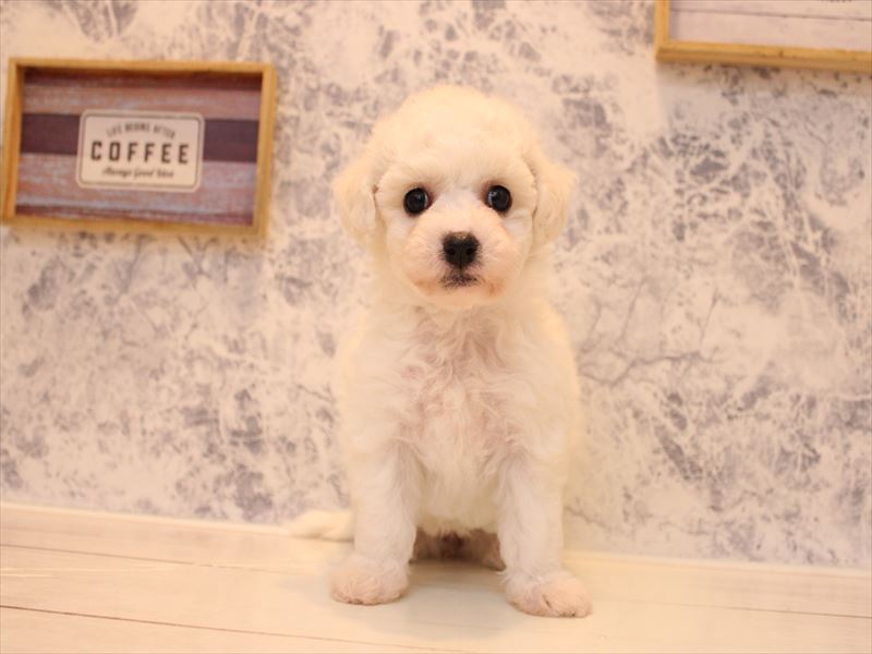 群馬県のビションフリーゼ (ワンラブスマーク伊勢崎店/2025年8月31日生まれ/女の子/ホワイト)の子犬の2枚目の画像