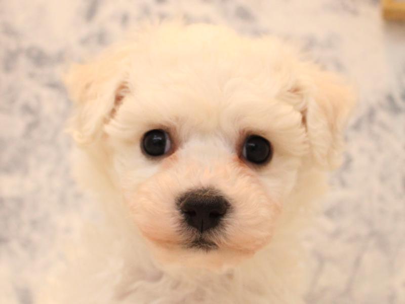 埼玉県のビションフリーゼ (ワンラブアリオ川口店/2025年8月31日生まれ/女の子/ホワイト)の子犬