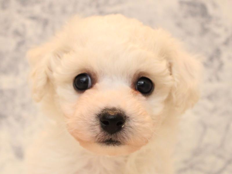 埼玉県のビションフリーゼ (ワンラブ西武所沢ワルツ店/2025年8月31日生まれ/女の子/ホワイト)の子犬