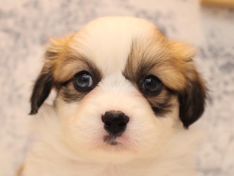 埼玉県のハーフ犬・ミックス犬 (ワンラブ埼玉寄居店/2025年9月1日生まれ/女の子/レッドホワイト)の子犬の1枚目の画像