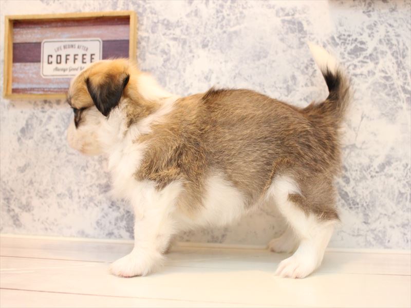 埼玉県のハーフ犬・ミックス犬 (ワンラブ埼玉寄居店/2025年9月1日生まれ/女の子/レッドホワイト)の子犬の3枚目の画像