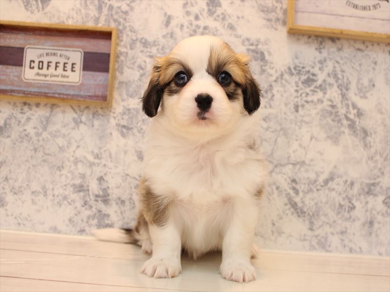 埼玉県のハーフ犬・ミックス犬 (ワンラブ埼玉寄居店/2025年9月1日生まれ/女の子/レッドホワイト)の子犬の2枚目の画像