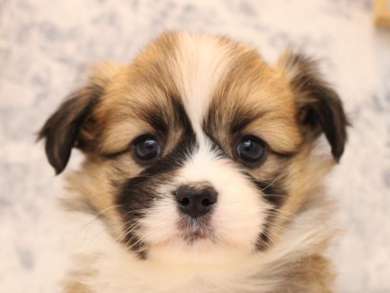 埼玉県のハーフ犬・ミックス犬 (ワンラブ埼玉寄居店/2025年9月1日生まれ/女の子/レッドホワイト)の子犬の1枚目の画像