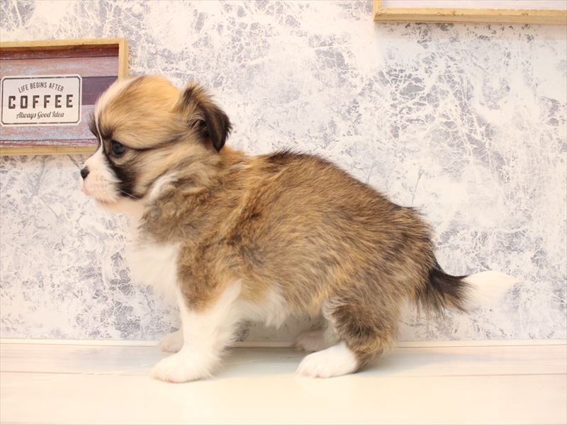 埼玉県のハーフ犬・ミックス犬 (ワンラブ埼玉寄居店/2025年9月1日生まれ/女の子/レッドホワイト)の子犬の3枚目の画像