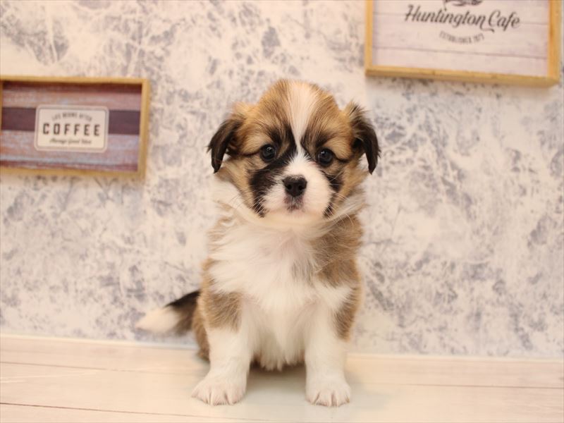 埼玉県のハーフ犬・ミックス犬 (ワンラブ埼玉寄居店/2025年9月1日生まれ/女の子/レッドホワイト)の子犬の2枚目の画像