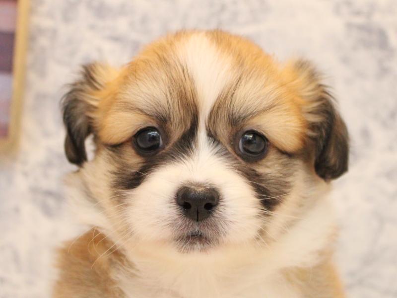 埼玉県のハーフ犬・ミックス犬 (ワンラブ埼玉寄居店/2025年9月1日生まれ/女の子/レッドホワイト)の子犬の1枚目の画像