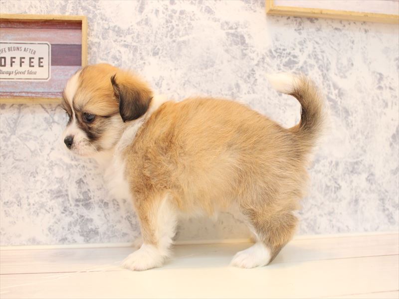 埼玉県のハーフ犬・ミックス犬 (ワンラブ埼玉寄居店/2025年9月1日生まれ/女の子/レッドホワイト)の子犬の3枚目の画像