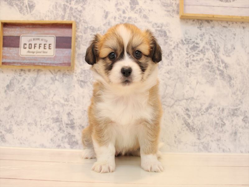 埼玉県のハーフ犬・ミックス犬 (ワンラブ埼玉寄居店/2025年9月1日生まれ/女の子/レッドホワイト)の子犬の2枚目の画像