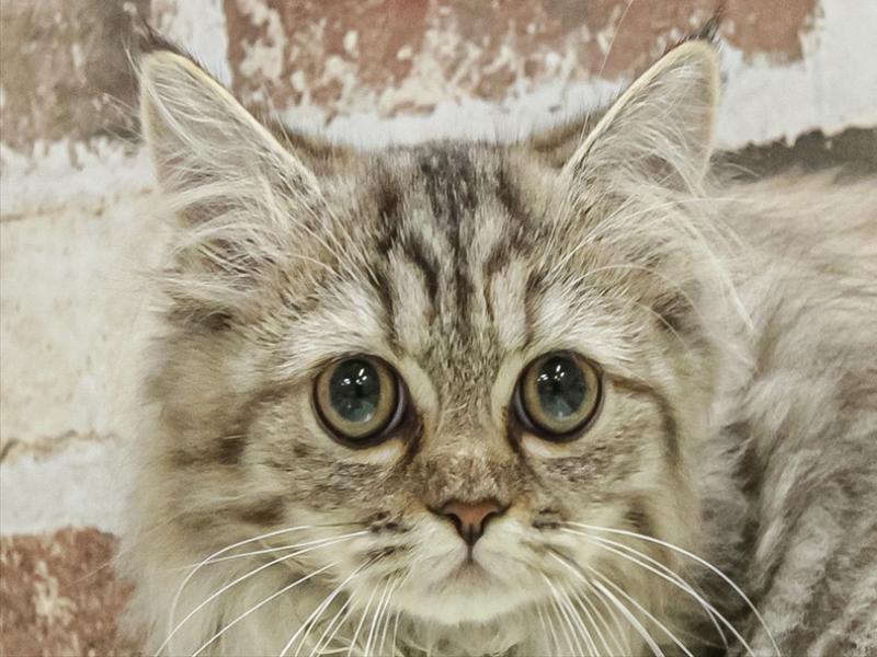 愛知県のペルシャ (ワンラブ名古屋守山インター総本店/2025年8月23日生まれ/女の子/チンチラゴールデン)の子猫の1枚目の画像