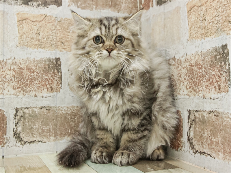 愛知県のペルシャ (ワンラブ名古屋守山インター総本店/2025年8月23日生まれ/女の子/チンチラゴールデン)の子猫の3枚目の画像