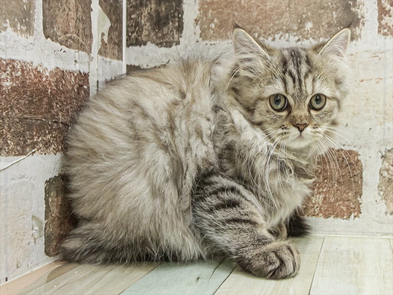 愛知県のペルシャ (ワンラブ名古屋守山インター総本店/2025年8月23日生まれ/女の子/チンチラゴールデン)の子猫の2枚目の画像