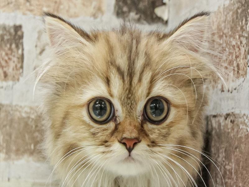 愛知県のペルシャ (ワンラブ名古屋守山インター総本店/2025年8月23日生まれ/女の子/チンチラゴールデン)の子猫の1枚目の画像