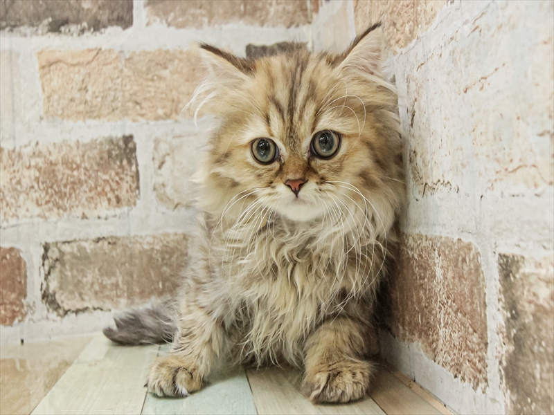 愛知県のペルシャ (ワンラブ名古屋守山インター総本店/2025年8月23日生まれ/女の子/チンチラゴールデン)の子猫の3枚目の画像