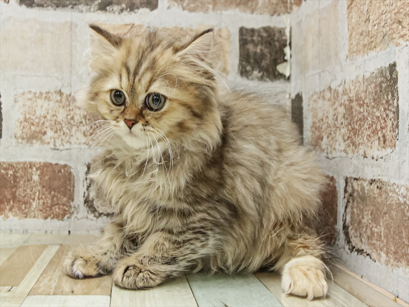 愛知県のペルシャ (ワンラブ名古屋守山インター総本店/2025年8月23日生まれ/女の子/チンチラゴールデン)の子猫の2枚目の画像