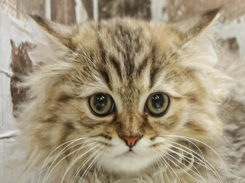 愛知県のペルシャ (ワンラブ名古屋守山インター総本店/2025年8月23日生まれ/女の子/チンチラゴールデン)の子猫の1枚目の画像