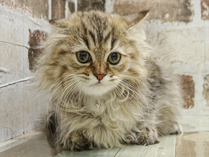 愛知県のペルシャ (ワンラブ名古屋守山インター総本店/2025年8月23日生まれ/女の子/チンチラゴールデン)の子猫の3枚目の画像