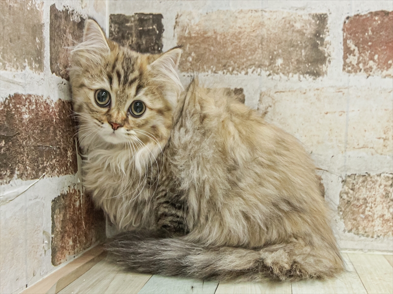 愛知県のペルシャ (ワンラブ名古屋守山インター総本店/2025年8月23日生まれ/女の子/チンチラゴールデン)の子猫の2枚目の画像