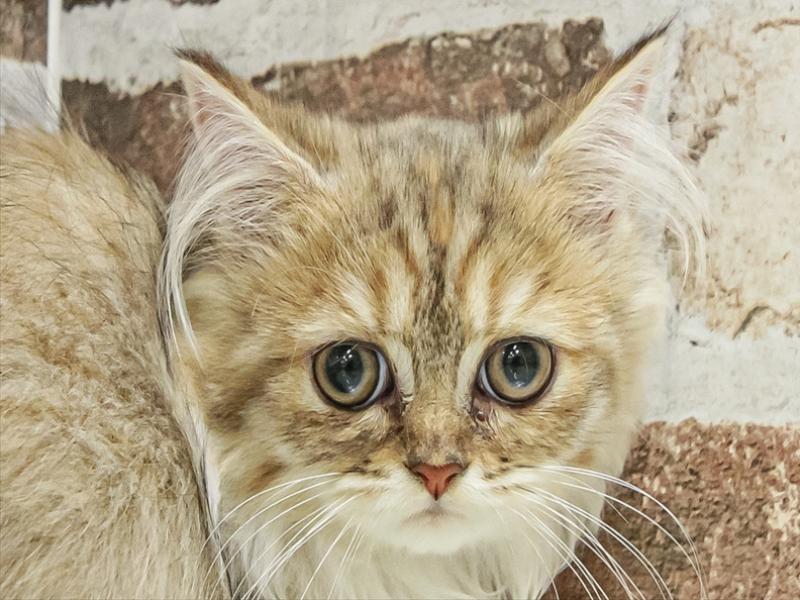 愛知県のペルシャ (ワンラブ名古屋守山インター総本店/2025年8月23日生まれ/女の子/チンチラゴールデン)の子猫の1枚目の画像