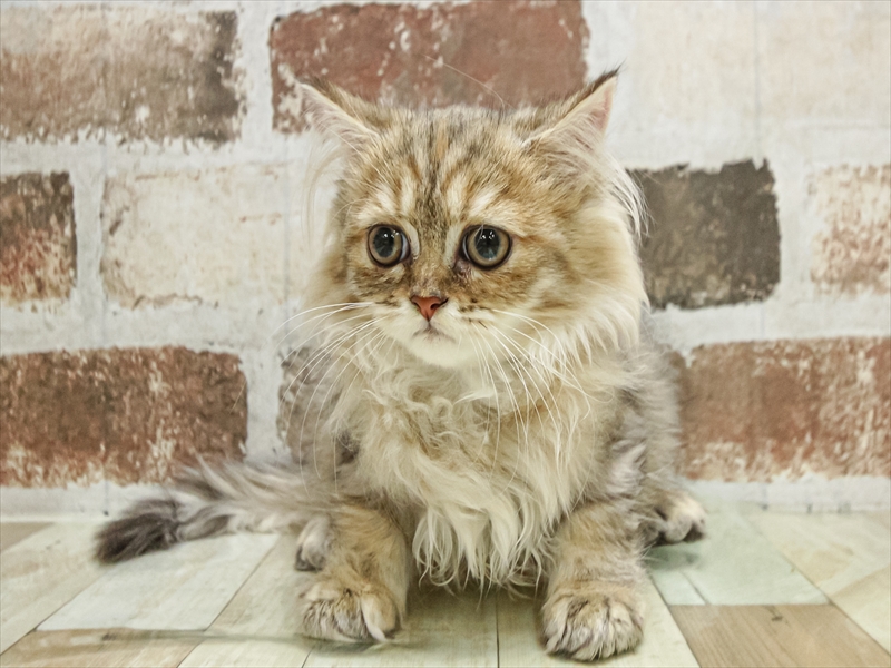 愛知県のペルシャ (ワンラブ名古屋守山インター総本店/2025年8月23日生まれ/女の子/チンチラゴールデン)の子猫の3枚目の画像