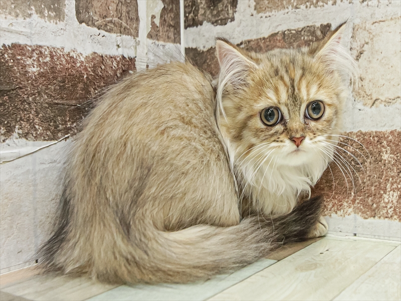 愛知県のペルシャ (ワンラブ名古屋守山インター総本店/2025年8月23日生まれ/女の子/チンチラゴールデン)の子猫の2枚目の画像