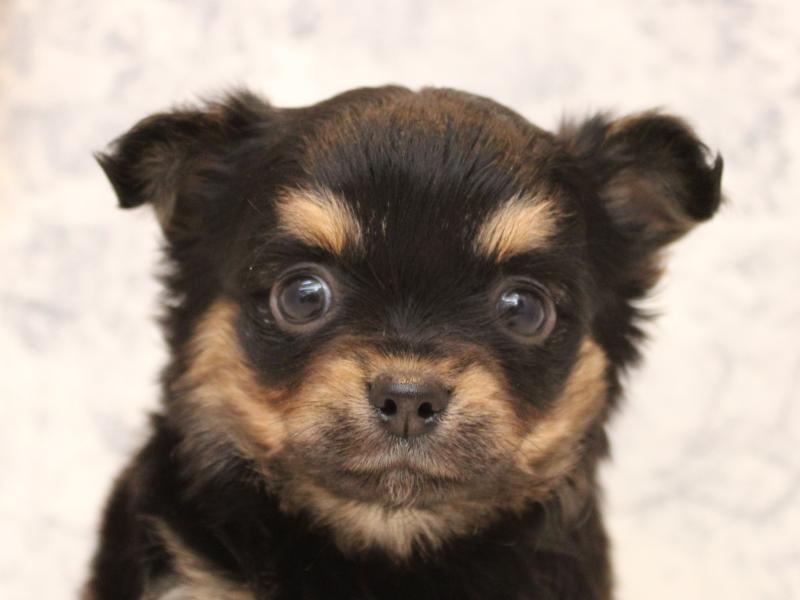 埼玉県のチワワ(ロング) (ワンラブ埼玉寄居店/2025年9月2日生まれ/女の子/ブラックタン)の子犬の1枚目の画像