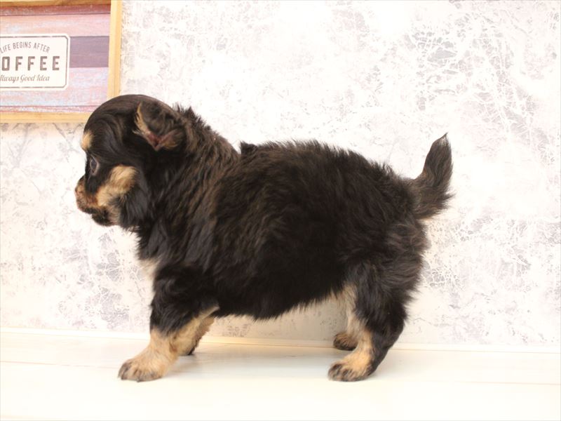 埼玉県のチワワ(ロング) (ワンラブ埼玉寄居店/2025年9月2日生まれ/女の子/ブラックタン)の子犬の3枚目の画像