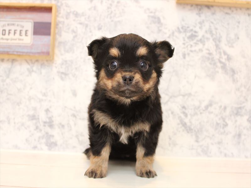 埼玉県のチワワ(ロング) (ワンラブ埼玉寄居店/2025年9月2日生まれ/女の子/ブラックタン)の子犬の2枚目の画像