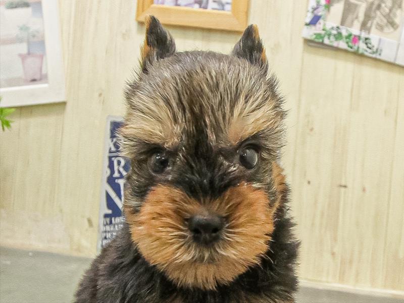 大阪府のヨークシャーテリア (ワンラブららぽーと堺店/2025年9月1日生まれ/男の子/スチールブルータン)の子犬の1枚目の画像