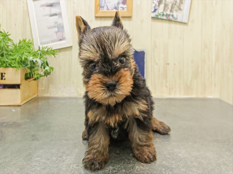 大阪府のヨークシャーテリア (ワンラブららぽーと堺店/2025年9月1日生まれ/男の子/スチールブルータン)の子犬の3枚目の画像