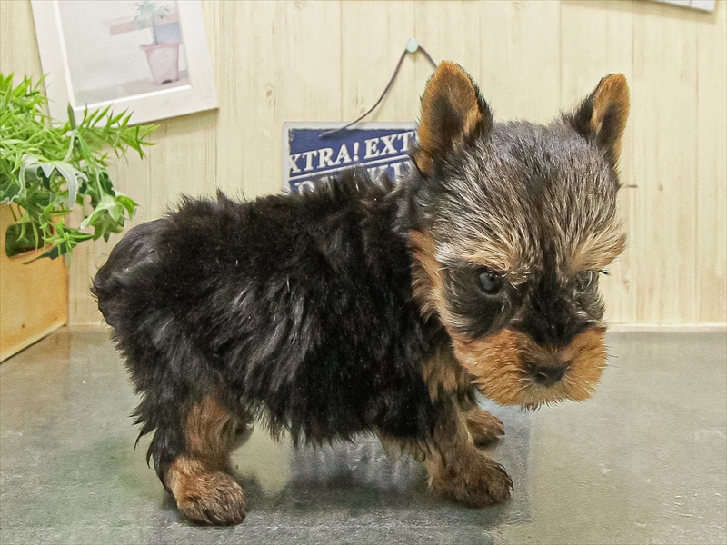 大阪府のヨークシャーテリア (ワンラブららぽーと堺店/2025年9月1日生まれ/男の子/スチールブルータン)の子犬の2枚目の画像