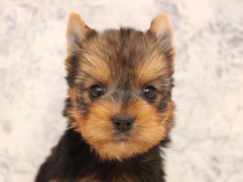 埼玉県のヨークシャーテリア (ワンラブ埼玉寄居店/2025年9月1日生まれ/女の子/スチールブルータン)の子犬