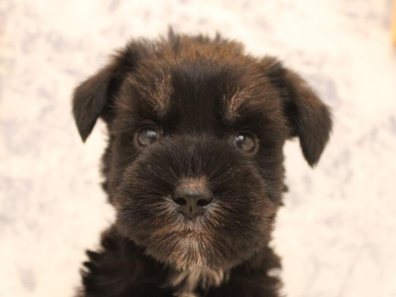 茨城県のミニチュアシュナウザー (ワンラブイオンモール下妻店/2025年9月2日生まれ/男の子/ブラックシルバー)の子犬