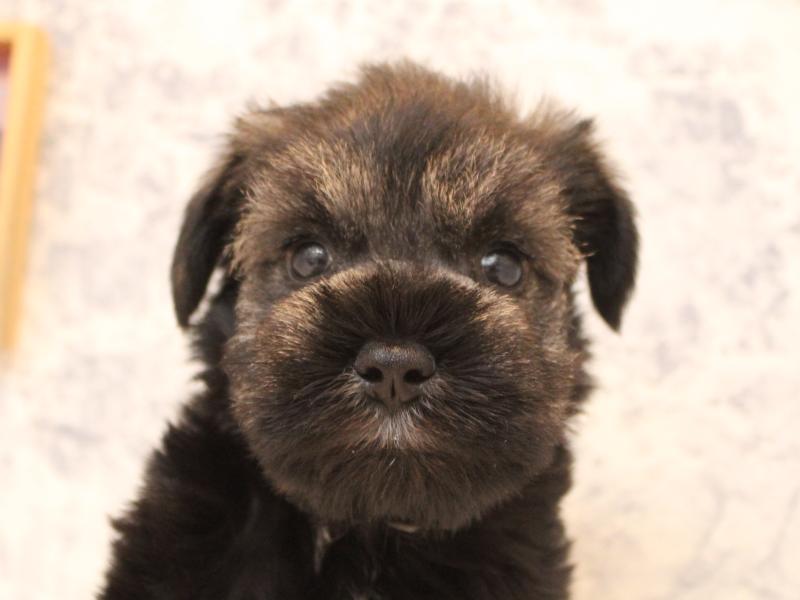 埼玉県のミニチュアシュナウザー (ワンラブ埼玉寄居店/2025年9月2日生まれ/男の子/ソルトペッパー)の子犬の1枚目の画像